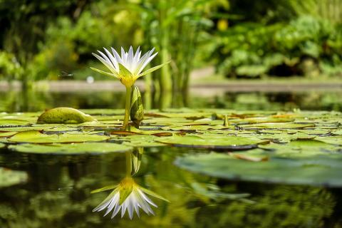 lily pond