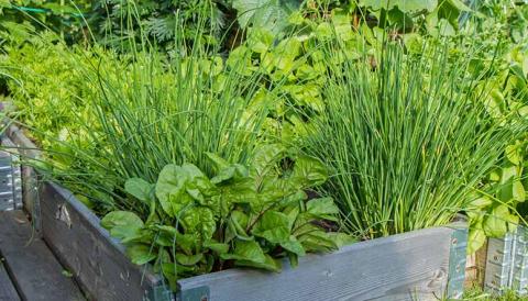 raised edible garden boxes