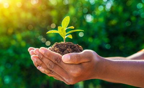 Hands holding small plant with green background