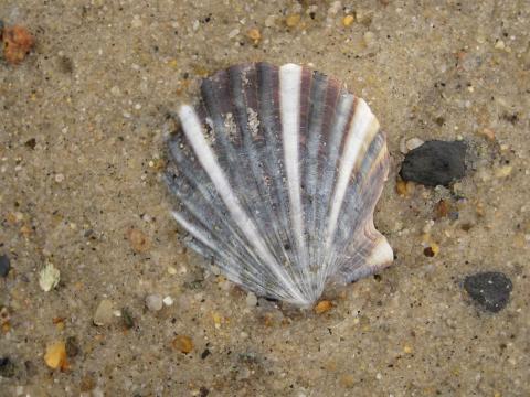 sea shell in the sand