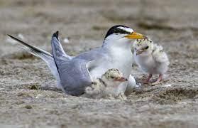 Least Tern