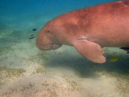 manatee swimming on bottom of water.