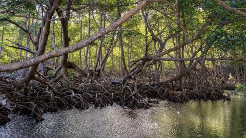 Florida Arbor Day