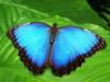 A blue butterfly on a leaf.