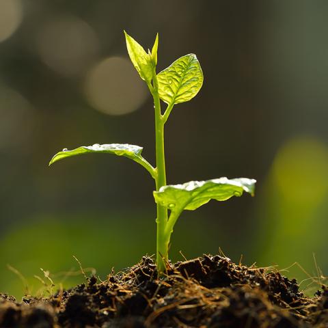 Small green plant in a mound of dirt.