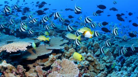 Underwater picture of an active coral reef with fish swimming around it.