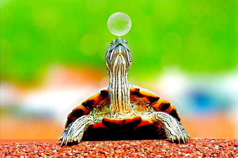 A turtle stretches its neck to look at a bubble.