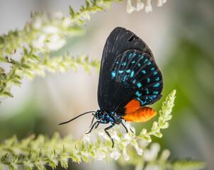 Atala Butterfly on a white flower