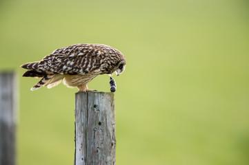 Owl on a post spitting out pellet