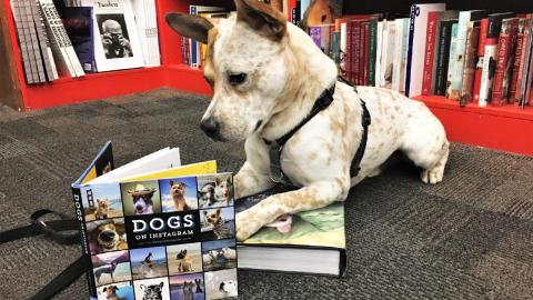 dog reading