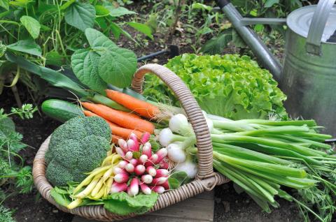 Basket with fresh vegetables: carrots, broccoli, radishes, onions.