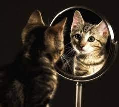 A striped cat looking into a mirror.