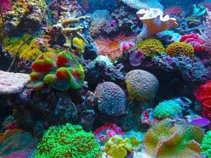 coral reef