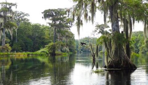 Florida Spring