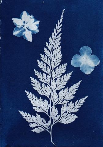 An example of a cyanotype print with a fern