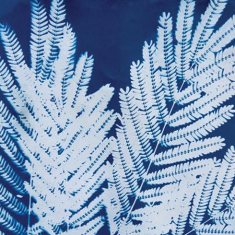 Cyanotype image of a fern on a blue background