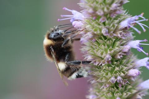 A bumblebee collecting pollen from a flower.