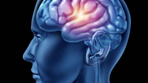 X-ray style image of a human brain inside a human head.