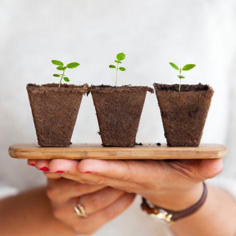 Woman holding seedlings