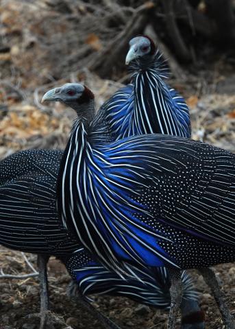 Close-up photo of 2 Vulturine Guinea Fowl - birds with vibrant blue, black and white feathers.
