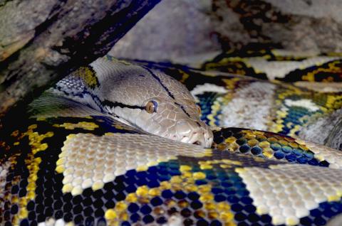 A Burmese python coiled under a branch.