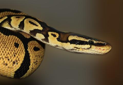 A picture of a python's head in side profile.