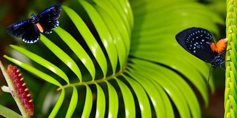 Black, blue, and orange colored Atala butterflies flit about a green leaf background