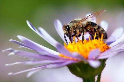 bee on a flower