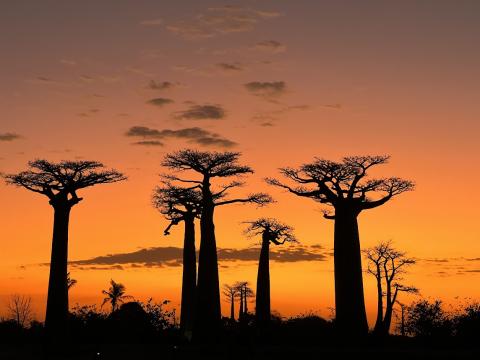 baobab trees in silhouette in front of a golden sunset