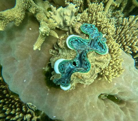 Underwater photo of coral on the Great Barrier Reef