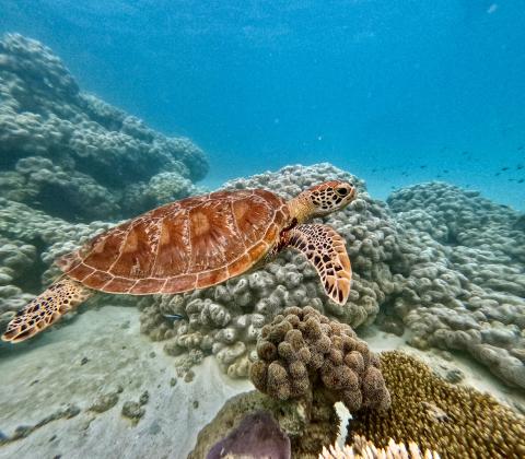 An underwater photo of a sea turtle swimming at the Great Barrier Reef.