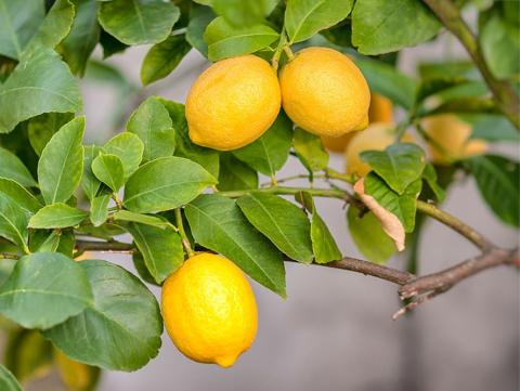 Lemons on a tree