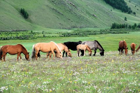 Wild horses grazing on a grassy plain.