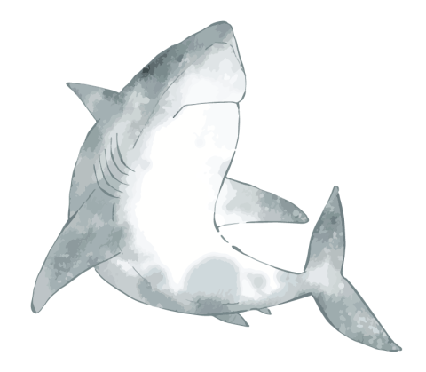 Shark