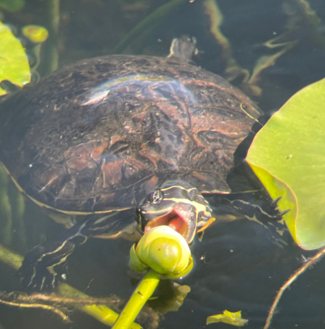 Picture of turtle in the water eating a plant