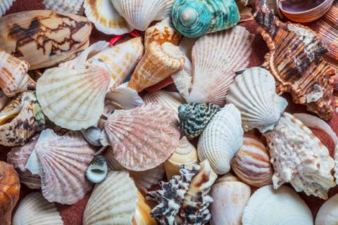 Seashells