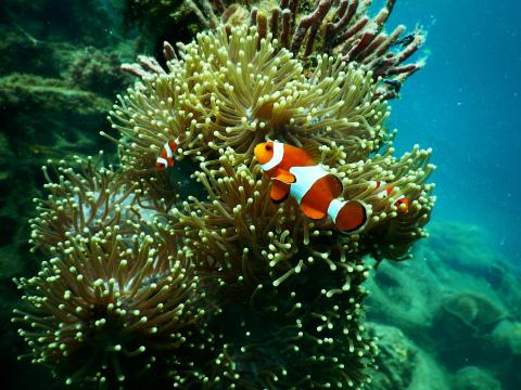 ocean reef with fish