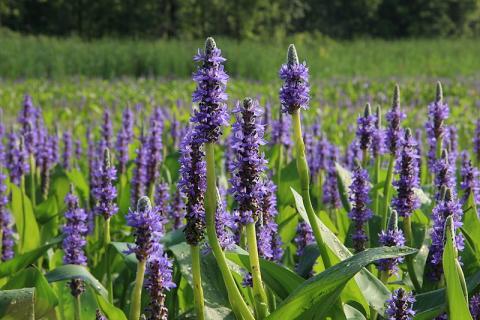 Purple flowers in a wetland area