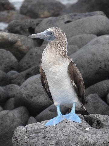 Photo of a Blue-footed Booby bird standing on rocks.