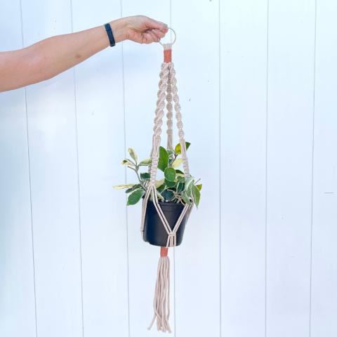 An arm appearing from out of frame holding a macrame plant hanger with a plant in it.