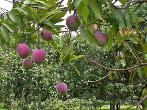 A grove of mango trees with fruit.
