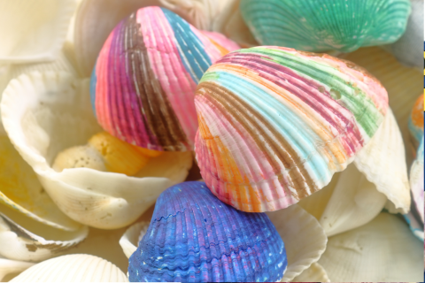 Painted seashells