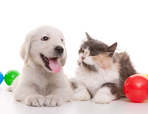 A dog and a cat sitting next to a red ball.