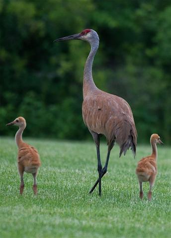 sandhill crane family