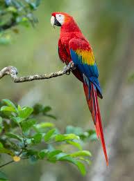parrot