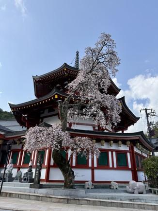 A red and white temple with a blossoming cherry tree in front.