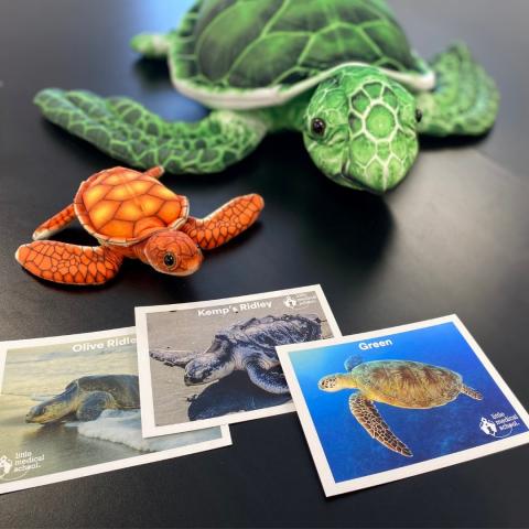 sea turtle toys and notecards