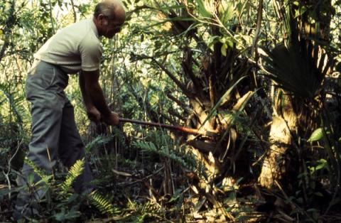 A man cuts a sable palmetto for use as swamp cabbage. 