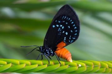 Atala Butterfly