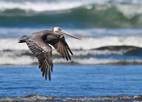 Pelican flying 